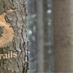 Chase Trails are in the FINAL of the National Lottery Awards